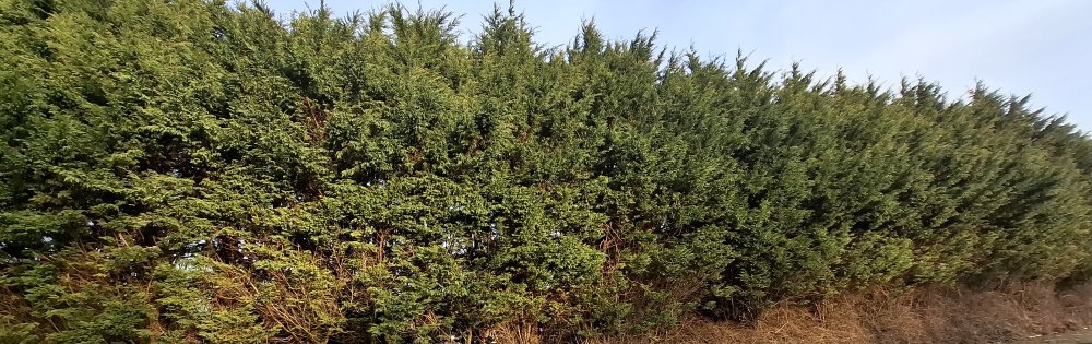 tree management - high hedges