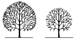 Pruning Trees 3